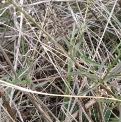 Lepidium africanum at Fadden, ACT - 6 Apr 2023