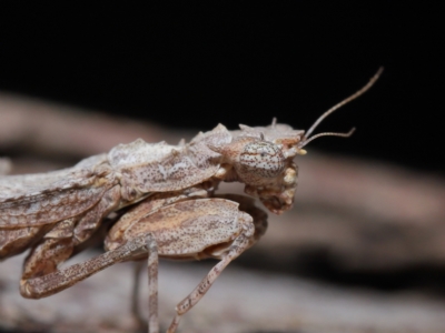 Gyromantis kraussi (Spiny Bark Mantis) at Wellington Point, QLD - 6 Apr 2023 by TimL