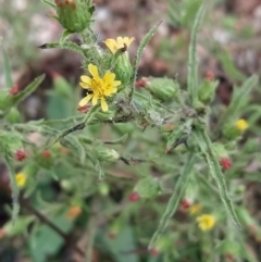 Dittrichia graveolens (Stinkwort) at Fadden, ACT - 7 Apr 2023 by KumikoCallaway