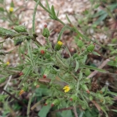 Dittrichia graveolens at Fadden, ACT - 7 Apr 2023