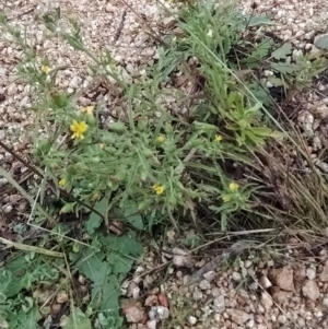 Dittrichia graveolens at Fadden, ACT - 7 Apr 2023