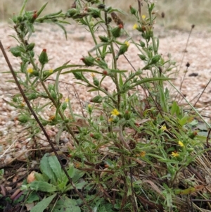 Dittrichia graveolens at Fadden, ACT - 7 Apr 2023