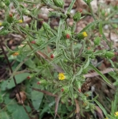 Dittrichia graveolens at Fadden, ACT - 7 Apr 2023