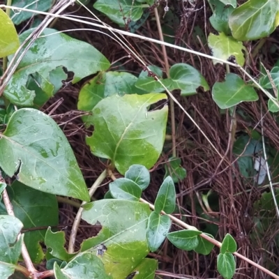 Vinca major (Blue Periwinkle) at Wanniassa Hill - 7 Apr 2023 by KumikoCallaway