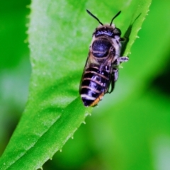 Megachile (Eutricharaea) serricauda (Leafcutter bee, Megachilid bee) at Dulwich Hill, NSW - 7 Apr 2023 by JudeWright