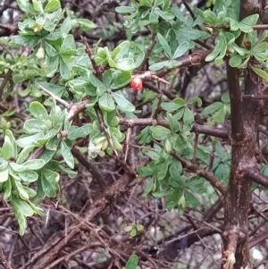 Lycium ferocissimum at Fadden, ACT - 7 Apr 2023