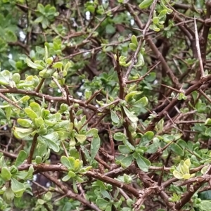 Lycium ferocissimum at Fadden, ACT - 7 Apr 2023