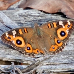 Junonia villida (Meadow Argus) at Moruya, NSW - 7 Apr 2023 by LisaH