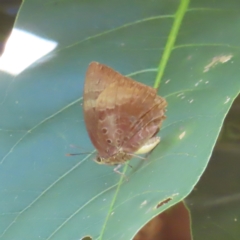 Arhopala micale at Fitzroy Island, QLD - 1 Apr 2023 by MatthewFrawley