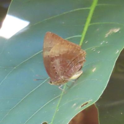 Arhopala micale at Fitzroy Island, QLD - 1 Apr 2023 by MatthewFrawley