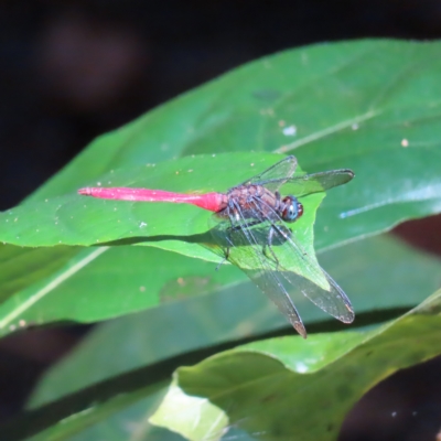 Orthetrum villosovittatum at Fitzroy Island, QLD - 1 Apr 2023 by MatthewFrawley