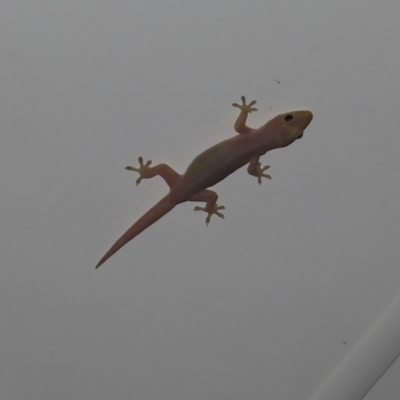 Unidentified Monitor or Gecko at Fitzroy Island, QLD - 1 Apr 2023 by MatthewFrawley