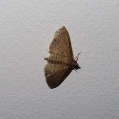 Herpetogramma licarsisalis (Sod Webworm) at Augustine Heights, QLD - 1 Apr 2023 by MatthewFrawley