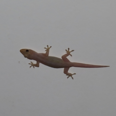 Unidentified Monitor/Gecko at Augustine Heights, QLD - 1 Apr 2023 by MatthewFrawley