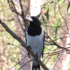 Cracticus nigrogularis (Pied Butcherbird) at Augustine Heights, QLD - 2 Apr 2023 by MatthewFrawley
