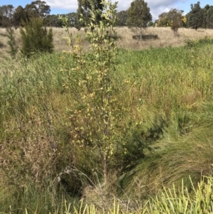 Fraxinus sp. at Lawson, ACT - 8 Apr 2023 11:25 AM