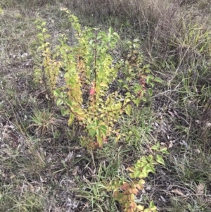 Pyrus sp. at Lawson, ACT - 8 Apr 2023