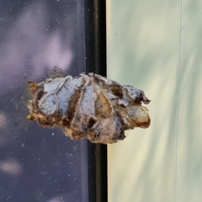 Psychidae (family) IMMATURE (Unidentified case moth or bagworm) at Isaacs, ACT - 8 Apr 2023 by Mike