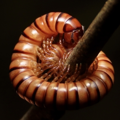 Paradoxosomatidae sp. (family) (Millipede) at Jerrabomberra, NSW - 26 Mar 2023 by aussiestuff