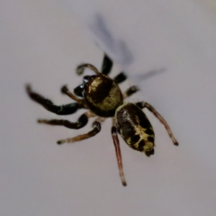 Opisthoncus sp. (genus) at Florey, ACT - suppressed