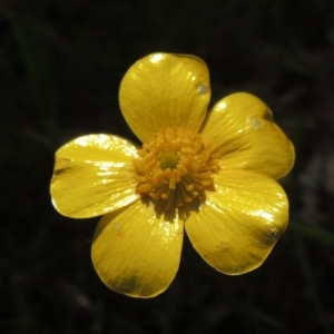 Ranunculus lappaceus at Bruce, ACT - 30 Oct 2022