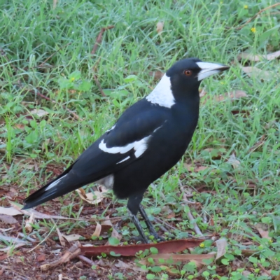 Gymnorhina tibicen (Australian Magpie) at Augustine Heights, QLD - 2 Apr 2023 by MatthewFrawley