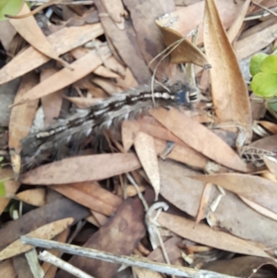 Porela delineata (Lined Porela) at Holt, ACT - 8 Apr 2023 by VanceLawrence