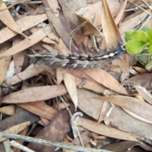 Porela delineata at Holt, ACT - 8 Apr 2023