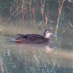 Anas superciliosa (Pacific Black Duck) at Augustine Heights, QLD - 2 Apr 2023 by MatthewFrawley