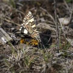 Apina callisto (Pasture Day Moth) at Mulligans Flat - 8 Apr 2023 by trevsci