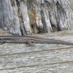 Unverified Skink at Goolwa, SA - 30 Mar 2023 by Paul4K