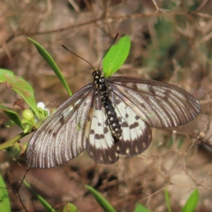 Acraea andromacha (Glasswing) at Augustine Heights, QLD - 2 Apr 2023 by MatthewFrawley