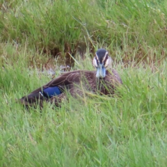 Anas superciliosa (Pacific Black Duck) at Fyshwick, ACT - 8 Apr 2023 by MatthewFrawley