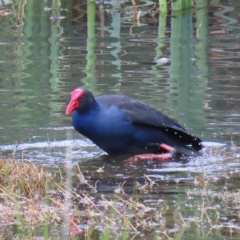 Porphyrio melanotus (Australasian Swamphen) at Fyshwick, ACT - 8 Apr 2023 by MatthewFrawley