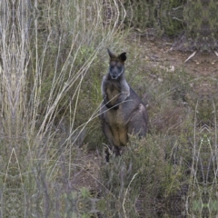 Wallabia bicolor at Theodore, ACT - 8 Apr 2023 10:51 AM