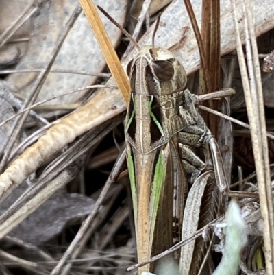 Caledia captiva (grasshopper) at Numeralla, NSW - 8 Apr 2023 by SteveBorkowskis