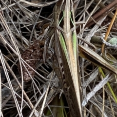 Caledia captiva at Numeralla, NSW - suppressed