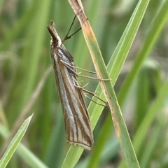 Hednota species near grammellus (Pyralid or snout moth) at Numeralla, NSW - 8 Apr 2023 by Steve_Bok