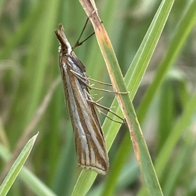 Hednota species near grammellus (Pyralid or snout moth) at Numeralla, NSW - 8 Apr 2023 by SteveBorkowskis