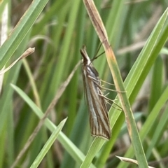 Hednota species near grammellus at Numeralla, NSW - suppressed