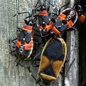 Dindymus versicolor at Numeralla, NSW - 8 Apr 2023