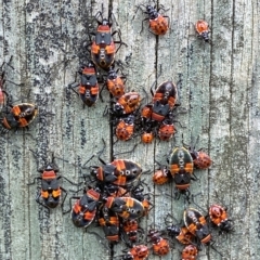 Dindymus versicolor at Numeralla, NSW - 8 Apr 2023