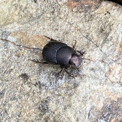 Onthophagus sp. (genus) (Dung beetle) at Numeralla, NSW - 8 Apr 2023 by SteveBorkowskis