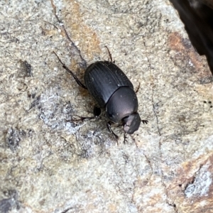 Onthophagus sp. (genus) at Numeralla, NSW - 8 Apr 2023