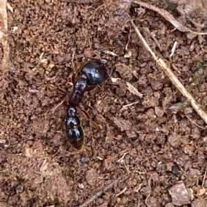 Amblyopone sp. (genus) at Numeralla, NSW - 8 Apr 2023