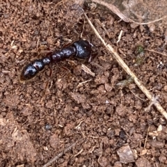 Amblyopone sp. (genus) at Numeralla, NSW - 8 Apr 2023