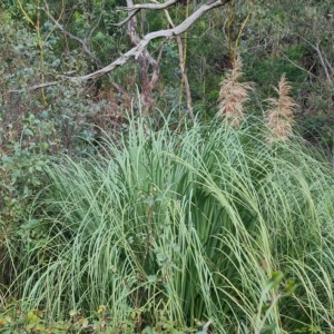 Cortaderia selloana at Jerrabomberra, ACT - 8 Apr 2023