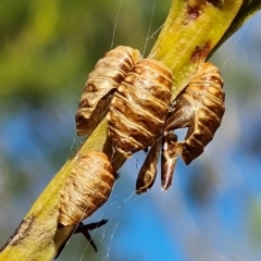 Jalmenus sp. (genus) at Jerrabomberra, ACT - 8 Apr 2023