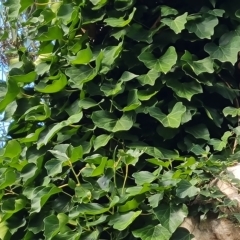 Hedera helix (Ivy) at Jerrabomberra, ACT - 8 Apr 2023 by Mike