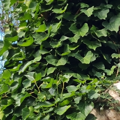 Hedera sp. (helix or hibernica) (Ivy) at Jerrabomberra, ACT - 8 Apr 2023 by Mike